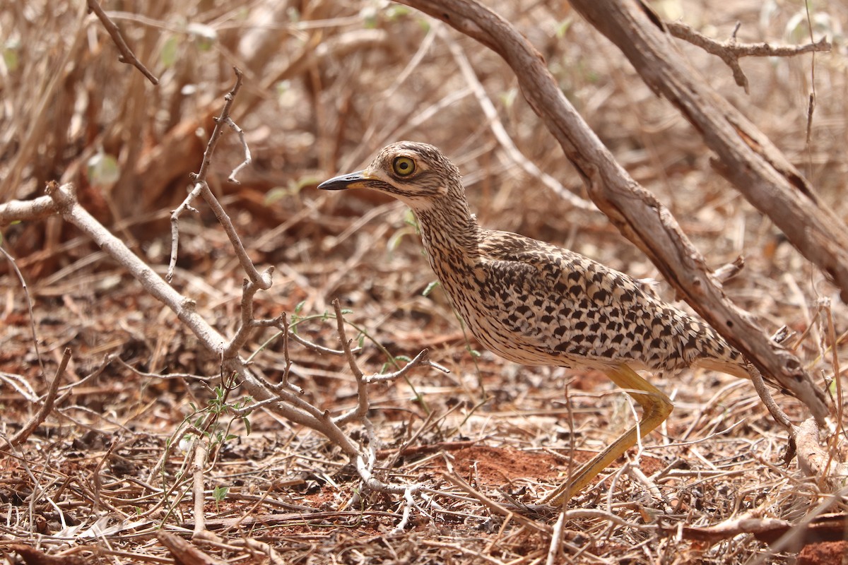 ケープイシチドリ - ML646036834