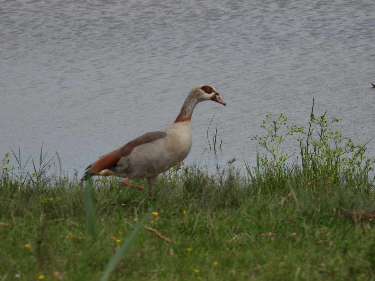 エジプトガン - ML646036835