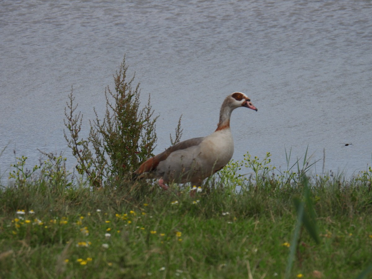 エジプトガン - ML646036836