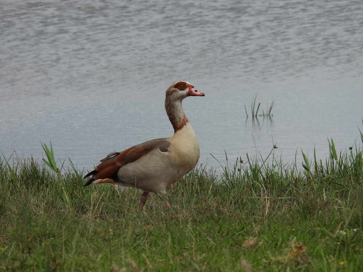 エジプトガン - ML646036840