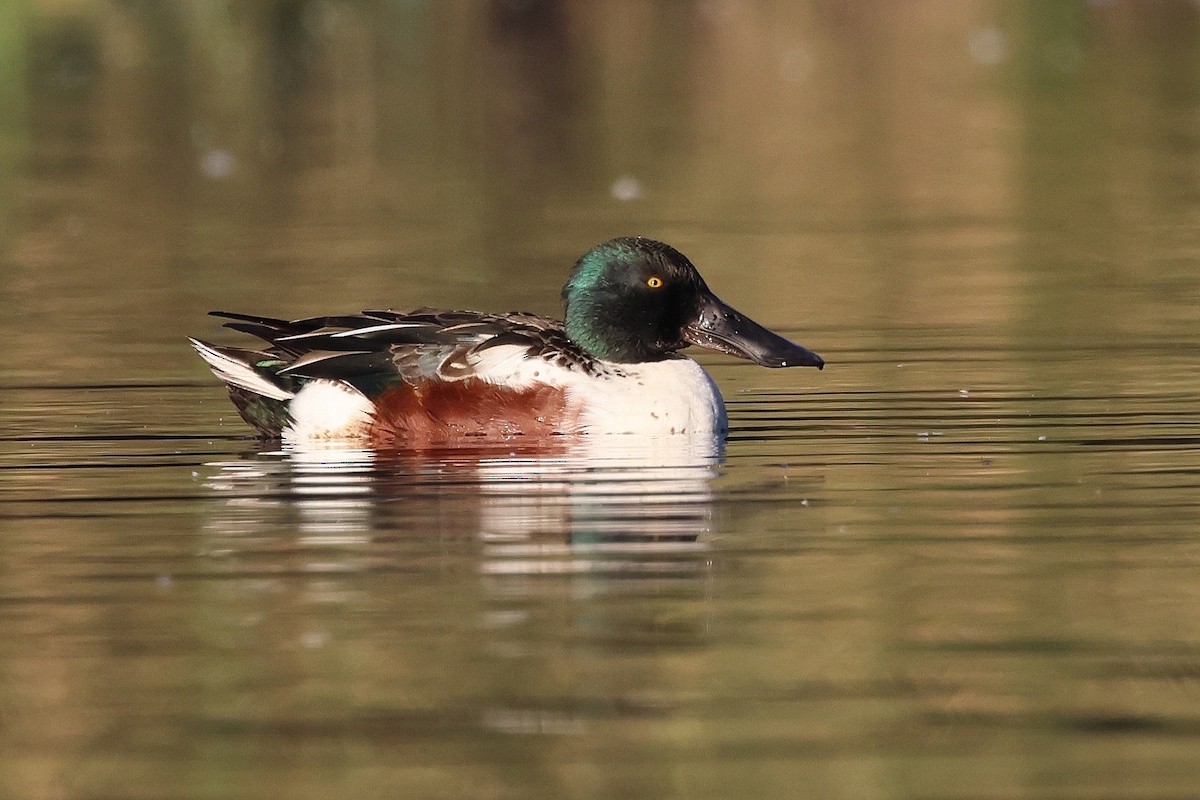 ハシビロガモ - ML646036843