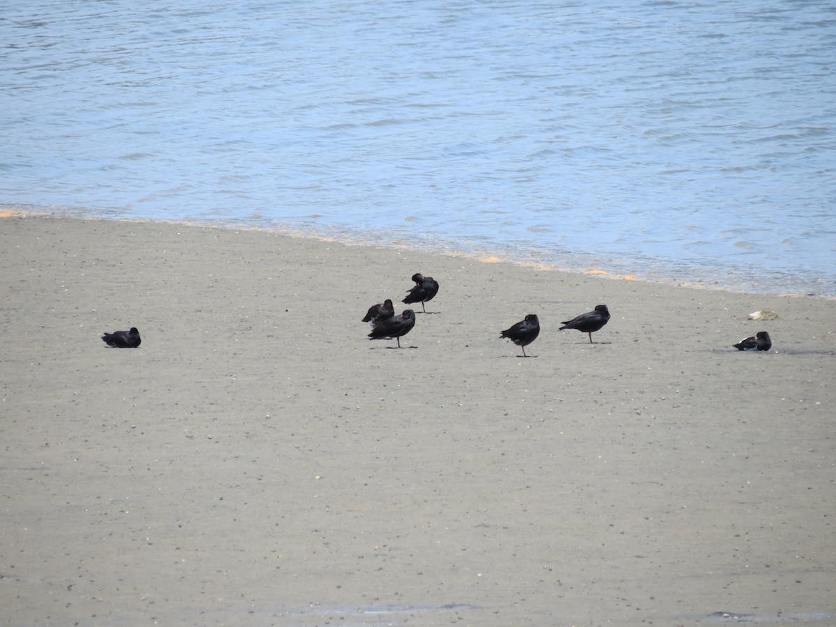 Variable Oystercatcher - ML646036844