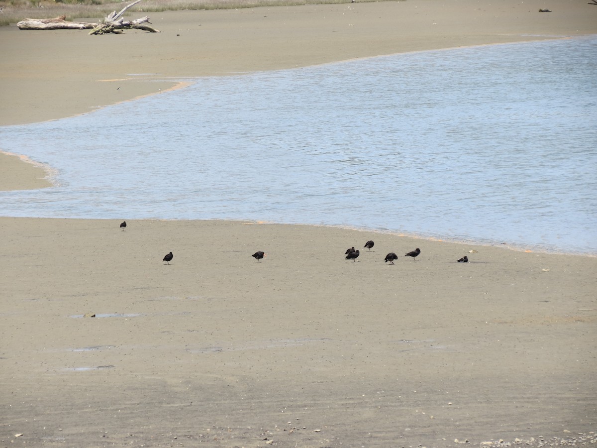 Variable Oystercatcher - ML646036845