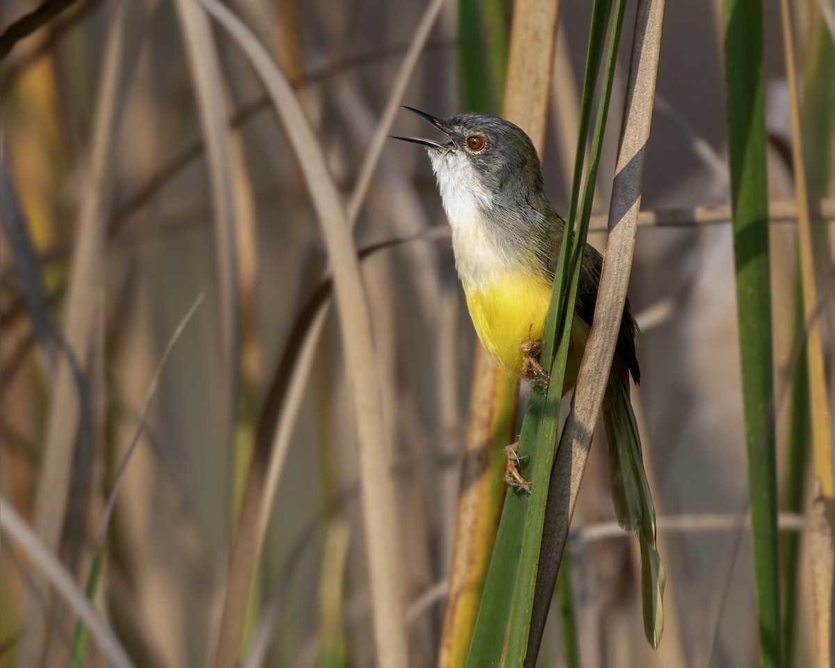 Yellow-bellied Prinia - ML646036846