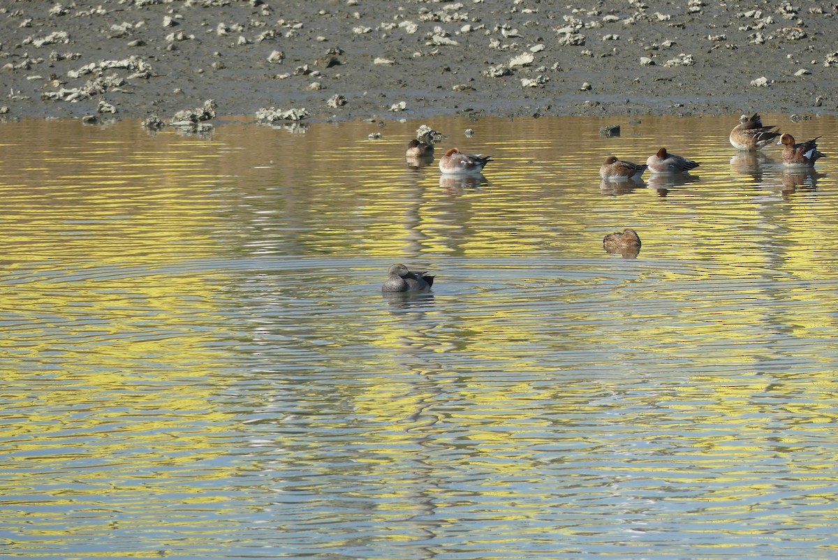 Gadwall - ML646036852