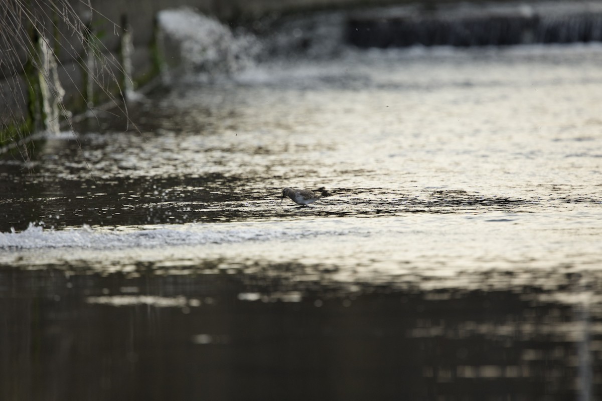 Dunlin - ML646036853