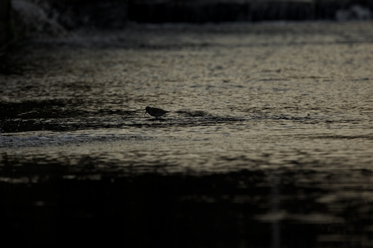 Dunlin - ML646036856