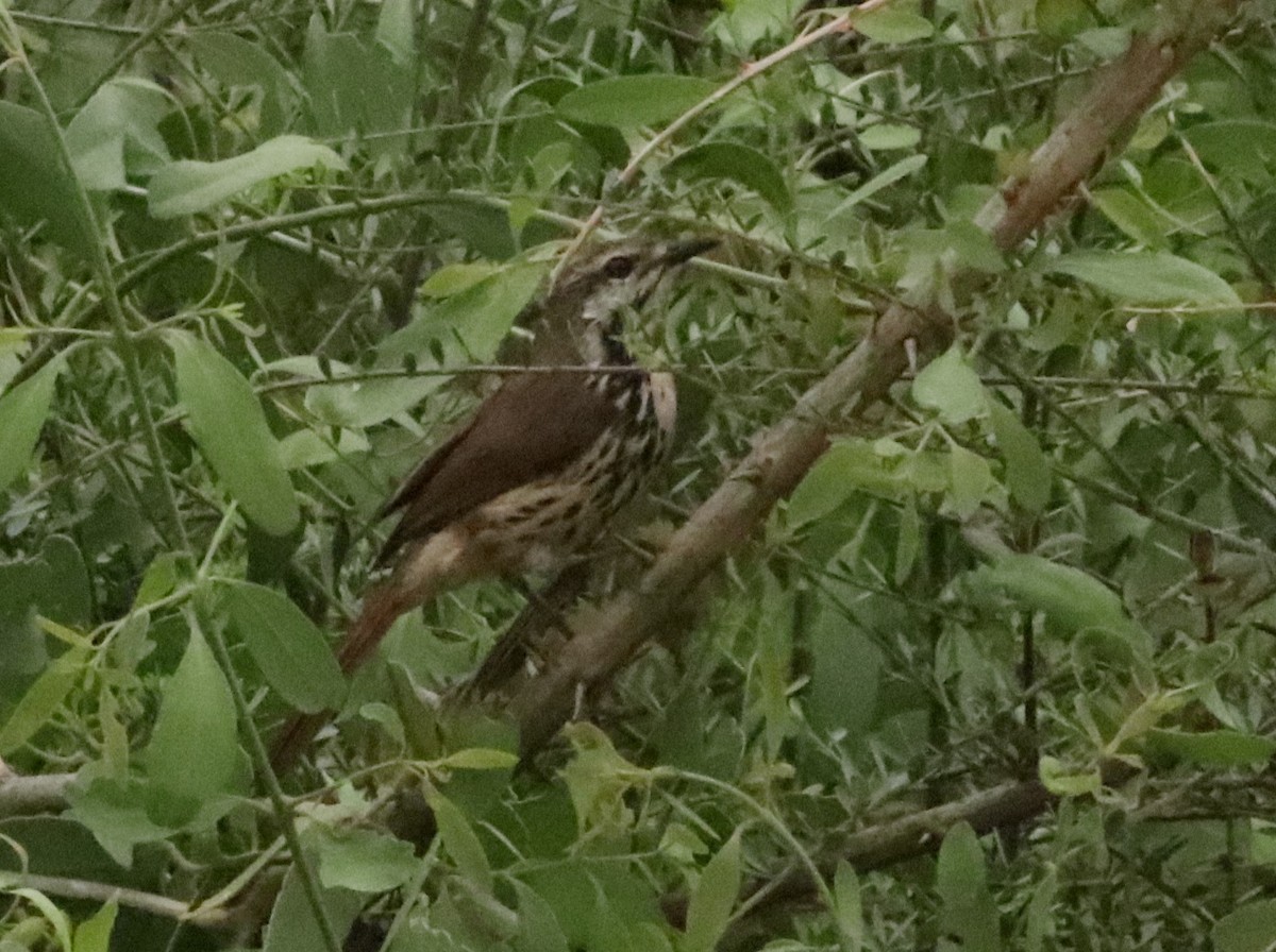 Spotted Morning-Thrush - ML646036862