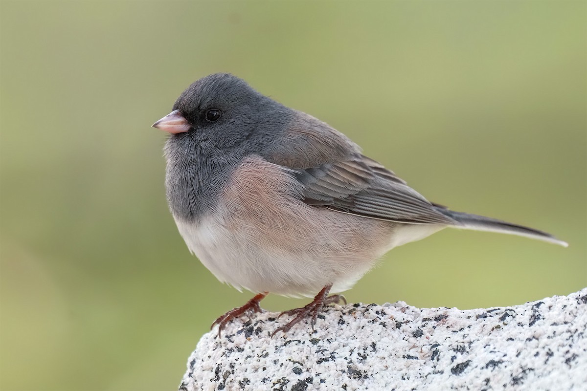 Dark-eyed Junco (Oregon) - ML646036868