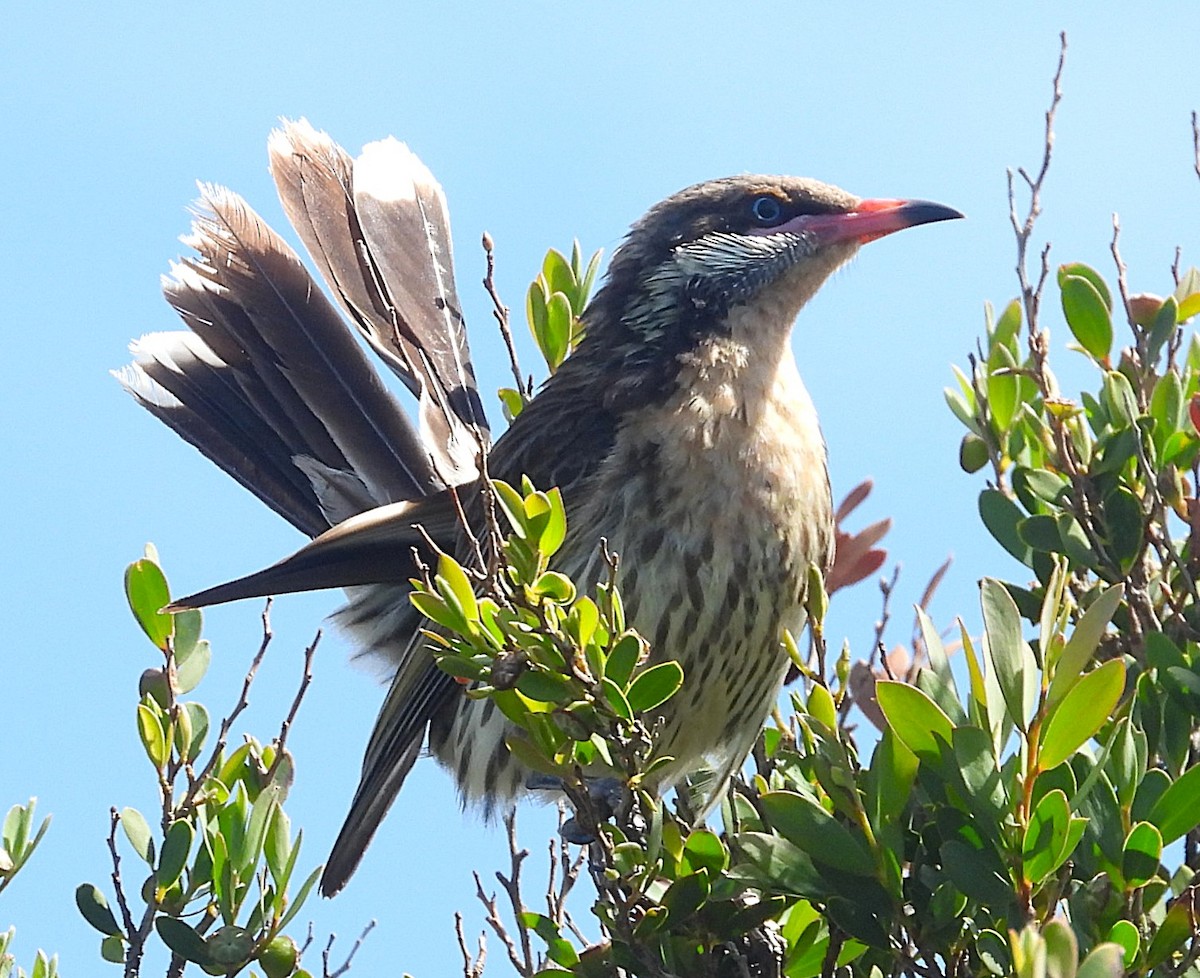 Diken Yanaklı Balkuşu - ML646036893