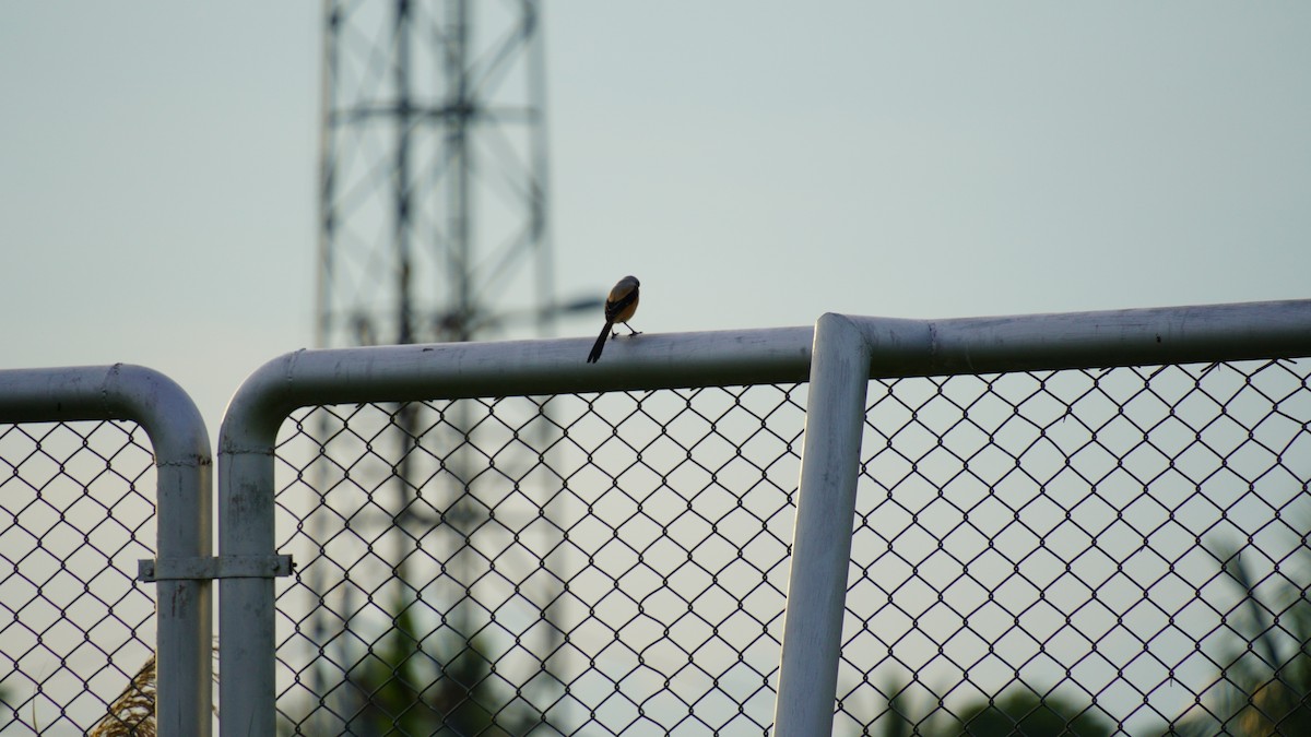 Long-tailed Shrike - ML646036894