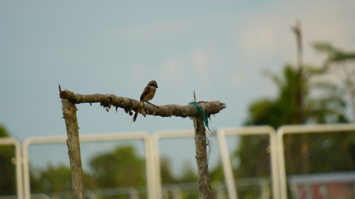 Long-tailed Shrike - ML646036896