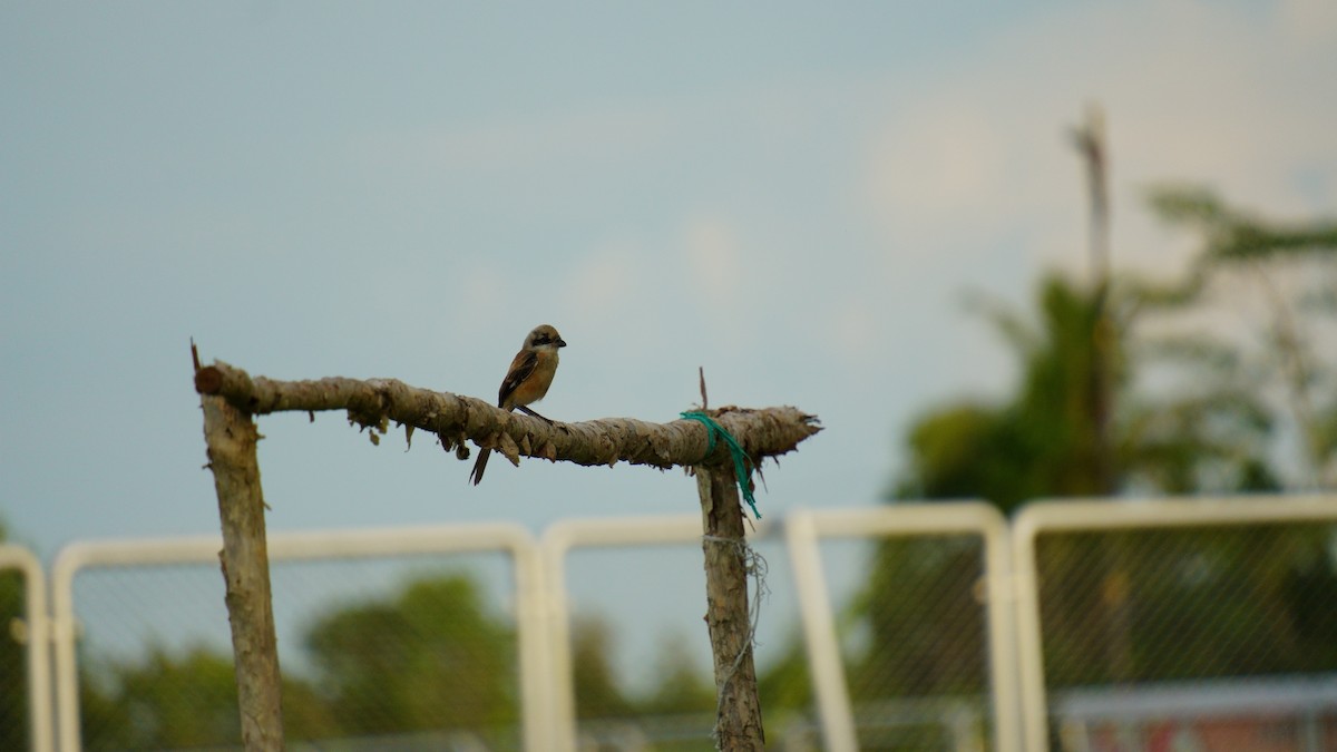 Long-tailed Shrike - ML646036897