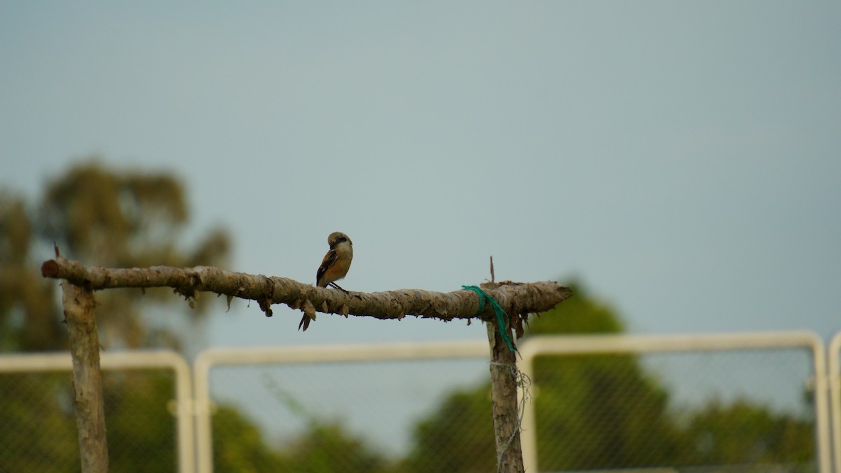 Long-tailed Shrike - ML646036898