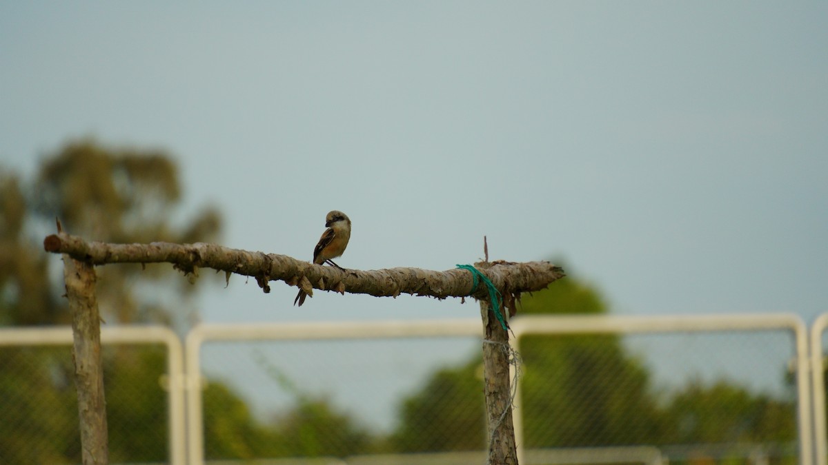 Long-tailed Shrike - ML646036899