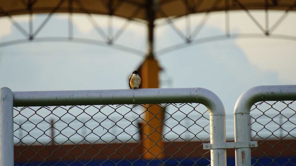 Long-tailed Shrike - ML646036900