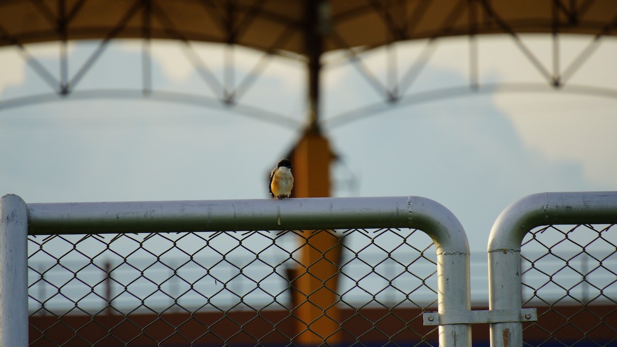 Long-tailed Shrike - ML646036901