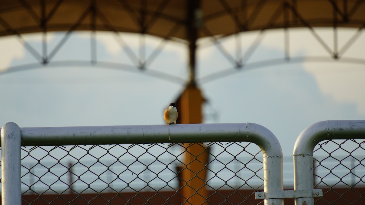 Long-tailed Shrike - ML646036902