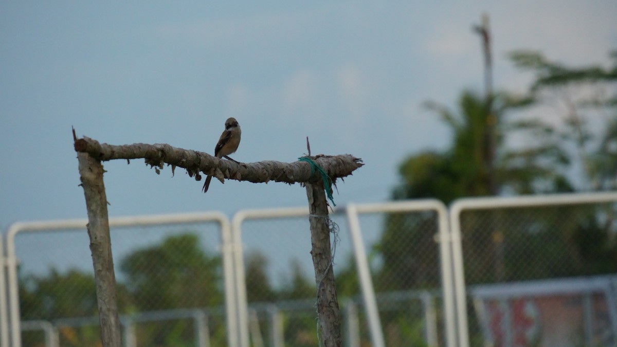 Long-tailed Shrike - ML646036903