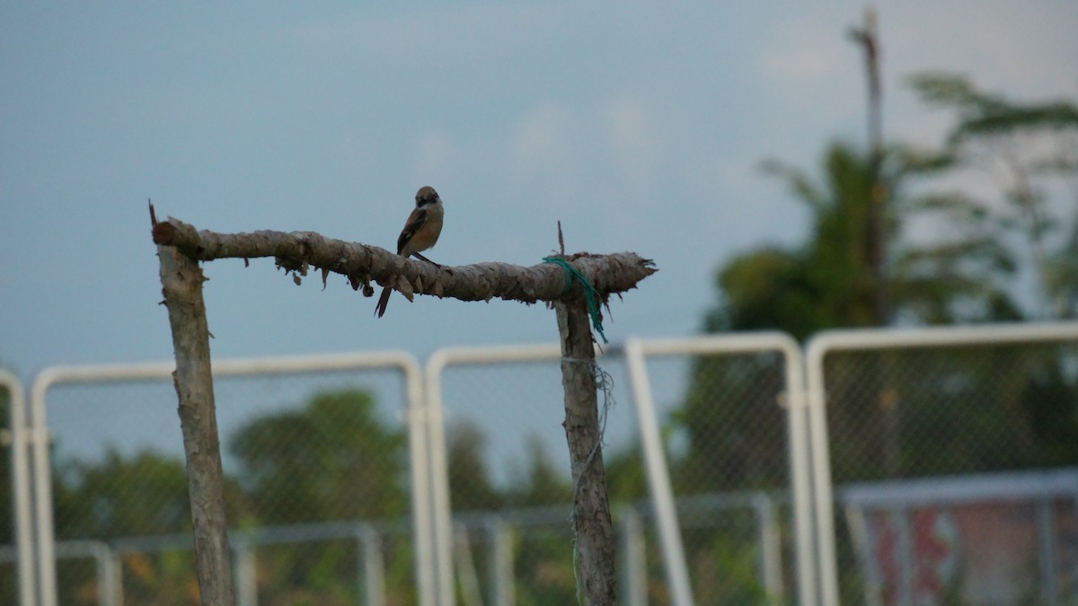 Long-tailed Shrike - ML646036904