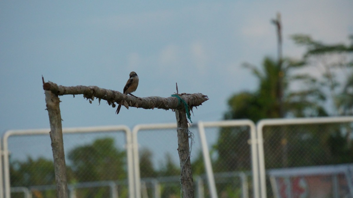 Long-tailed Shrike - ML646036905