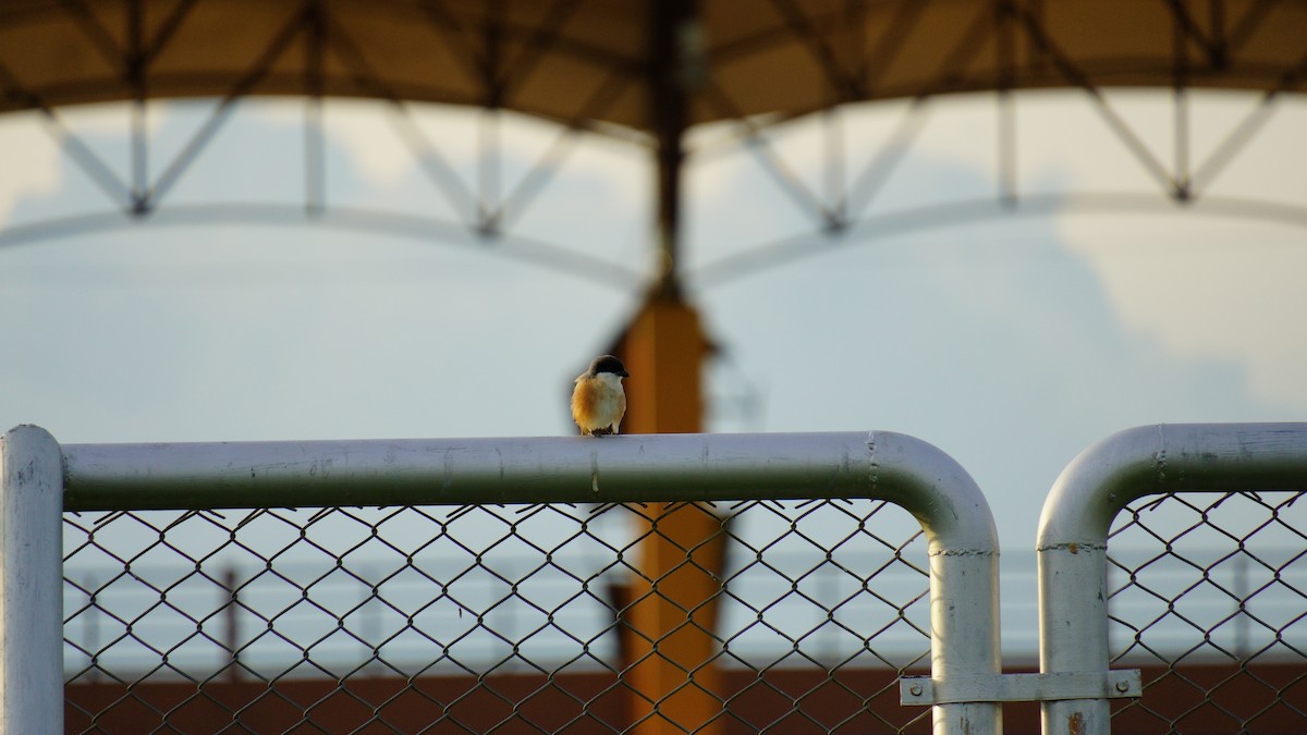 Long-tailed Shrike - ML646036906