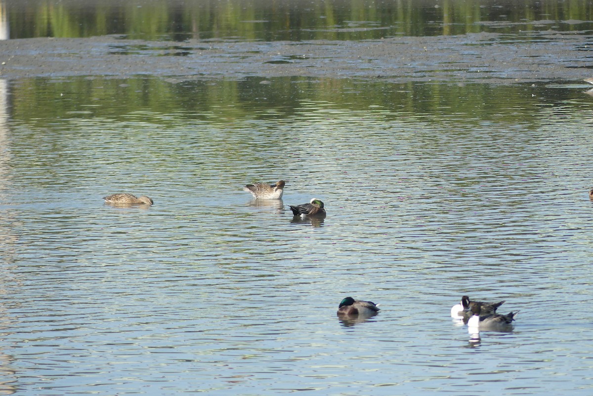 American Wigeon - ML646036907