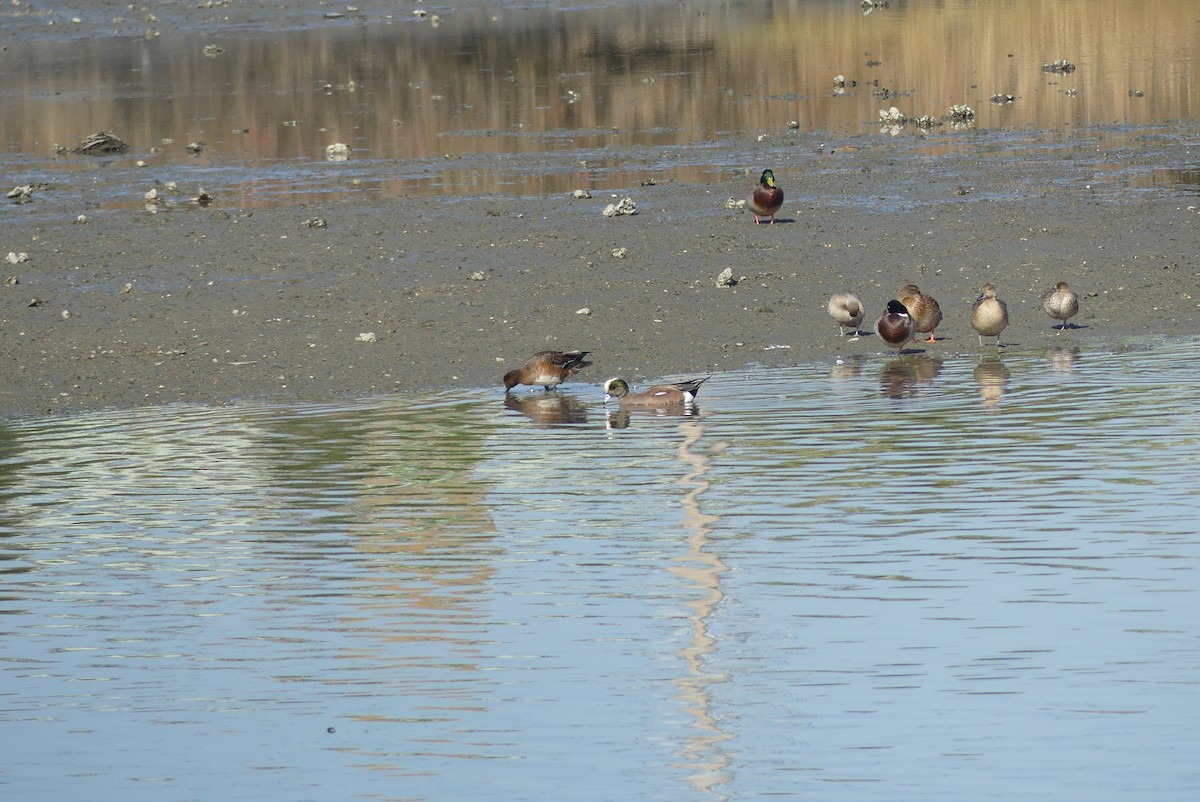American Wigeon - ML646036908