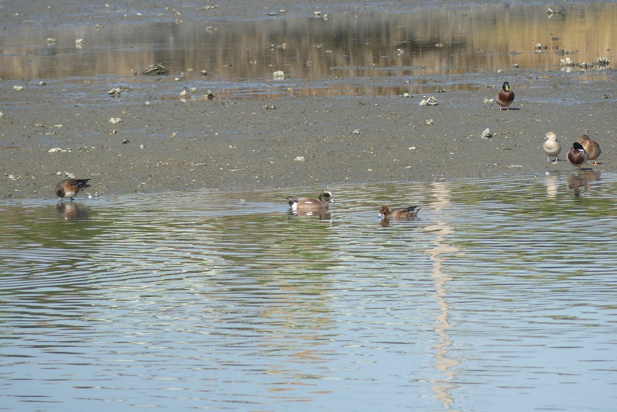 American Wigeon - ML646036909