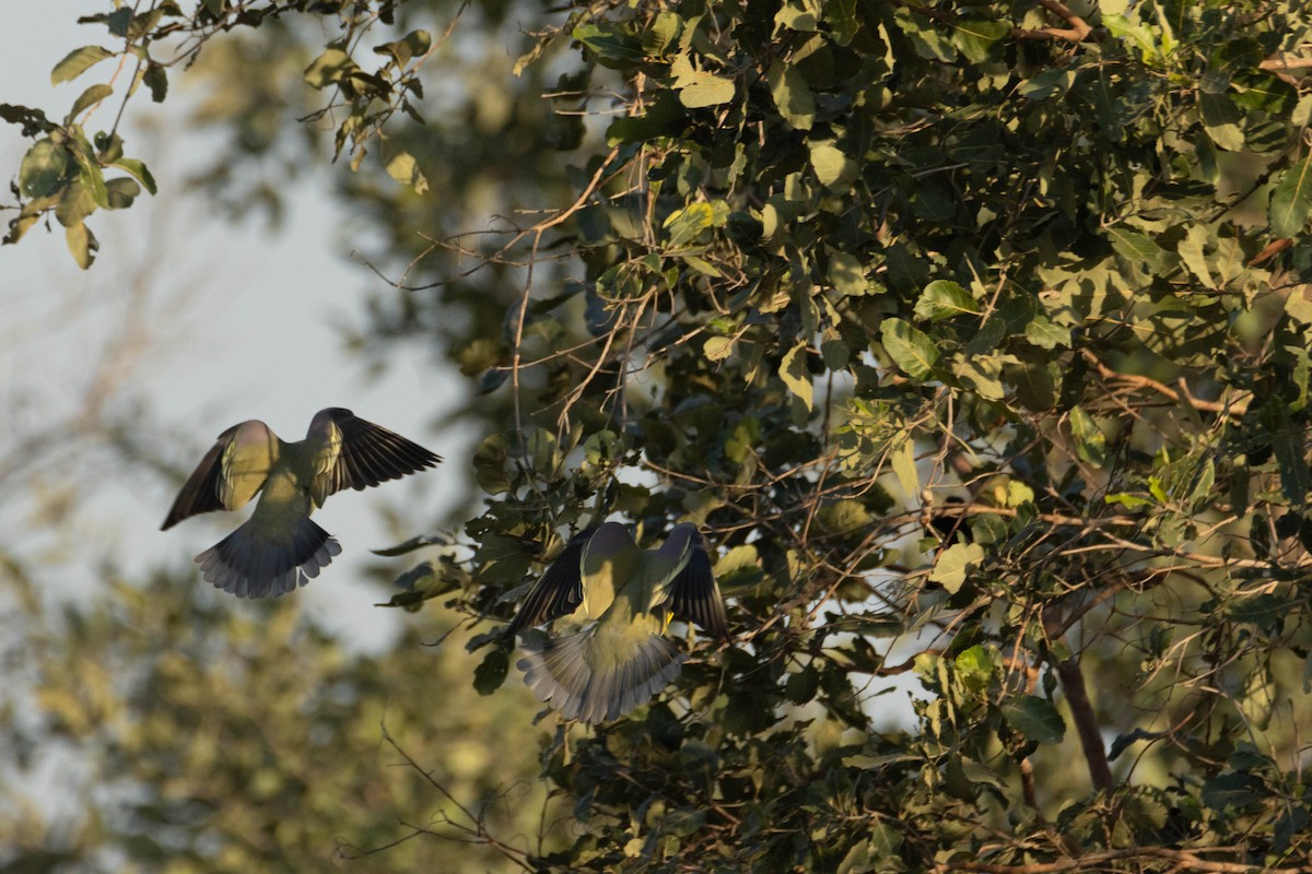 Bruce's Green-Pigeon - ML646036910