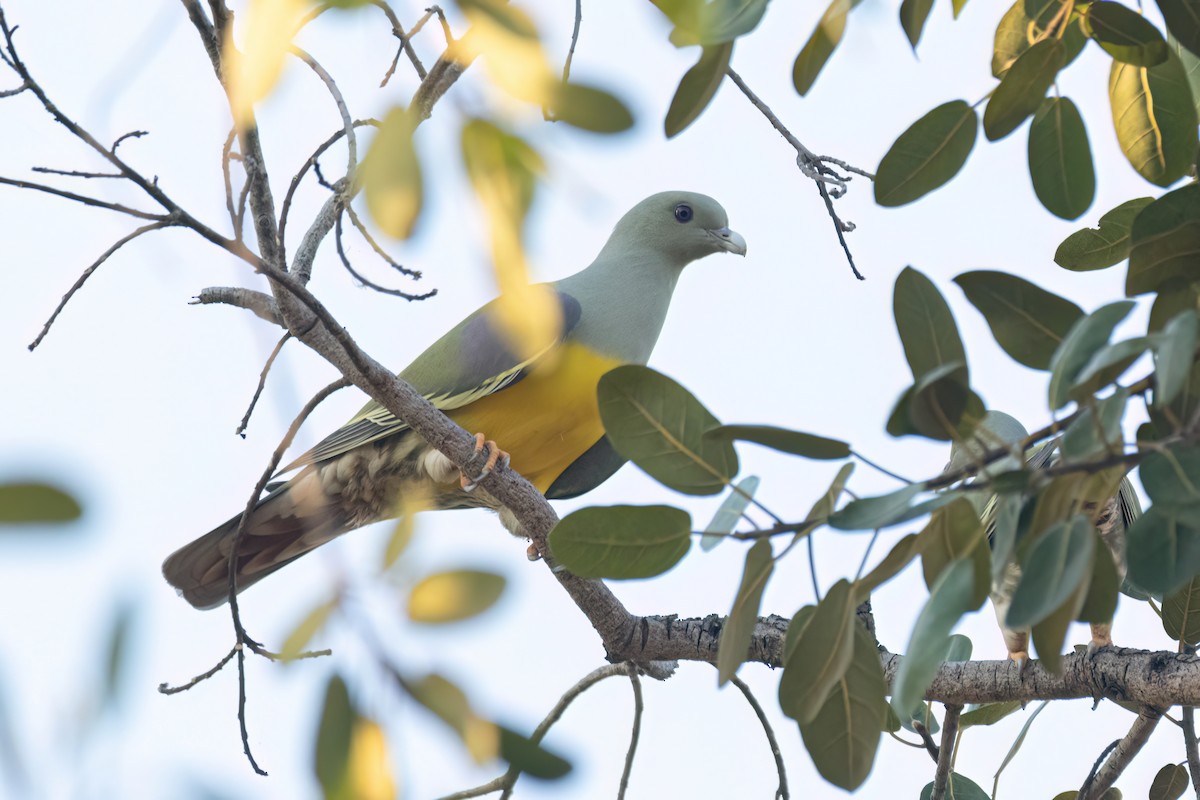 Bruce's Green-Pigeon - ML646036911