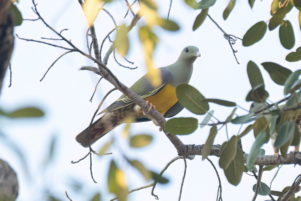 Bruce's Green-Pigeon - ML646036912