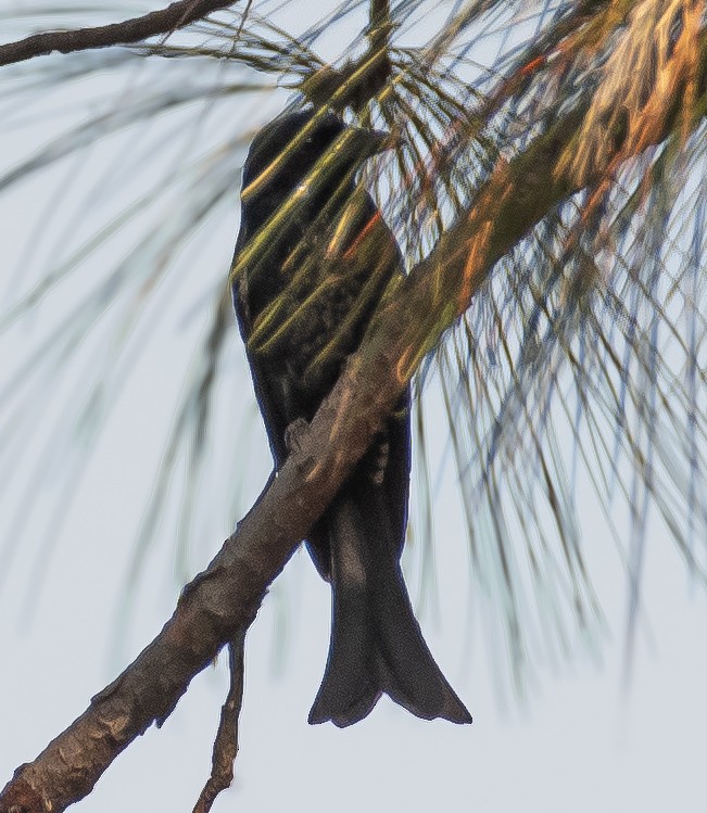 Crow-billed Drongo - ML646036919