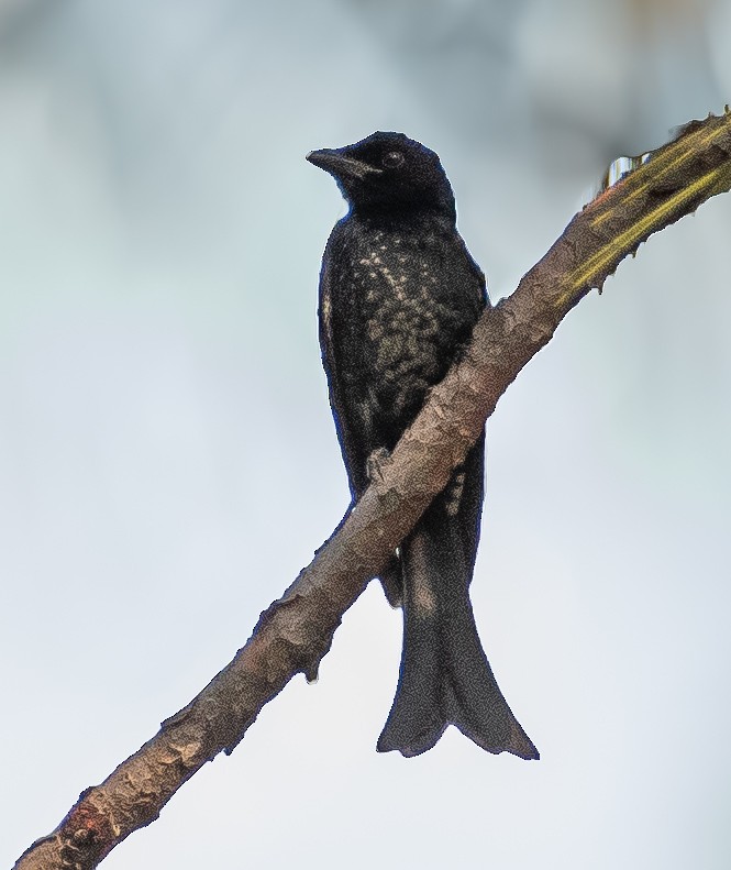 Crow-billed Drongo - ML646036920