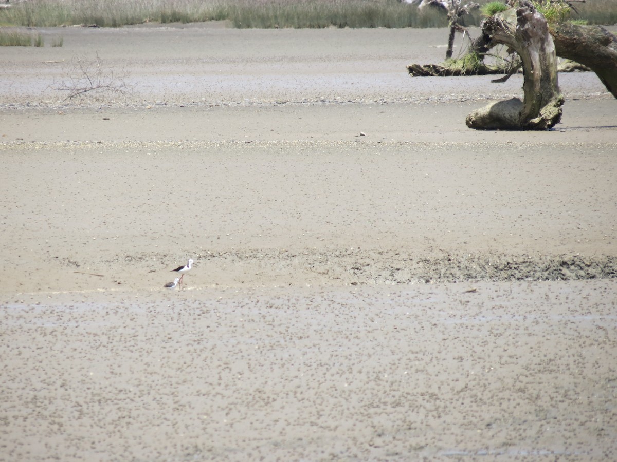 Pied Stilt - ML646036928