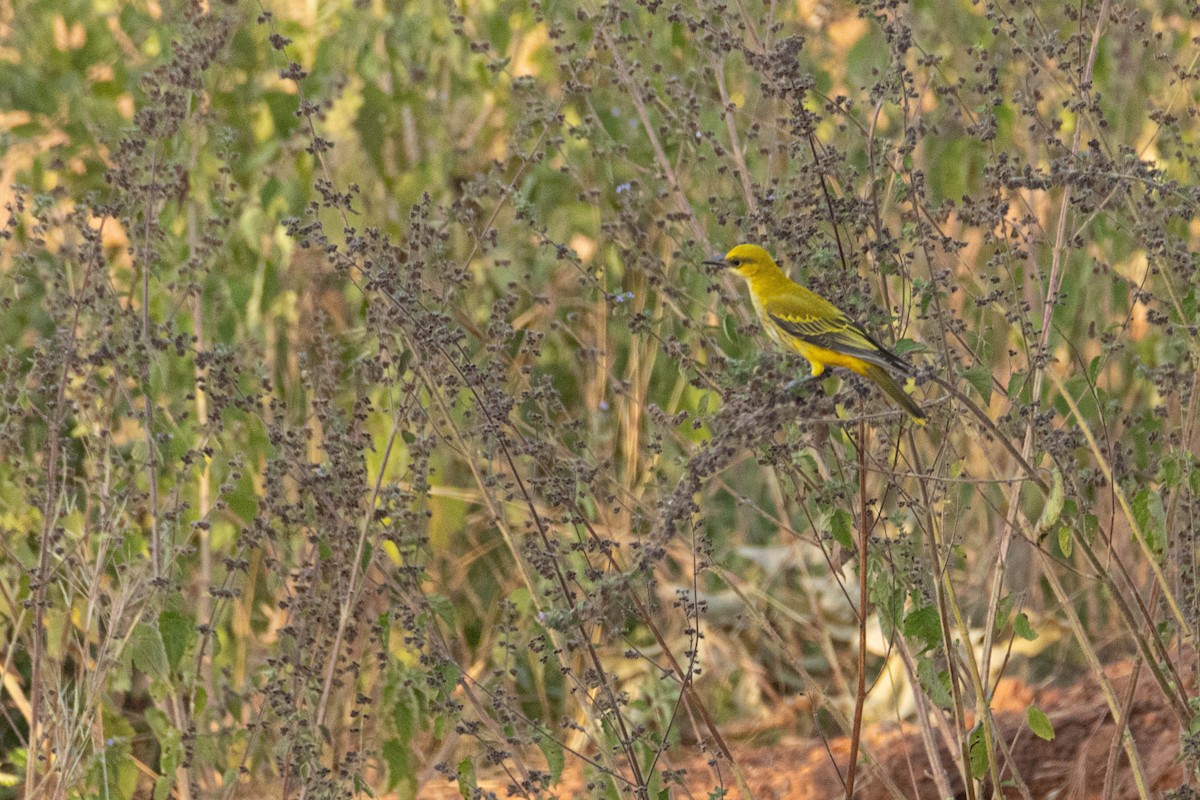 Goldpirol - ML646036939