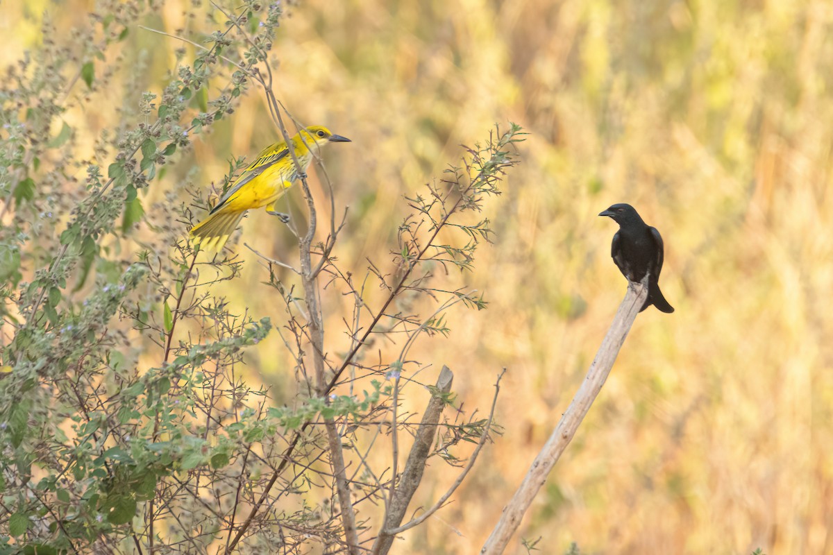 Goldpirol - ML646036940