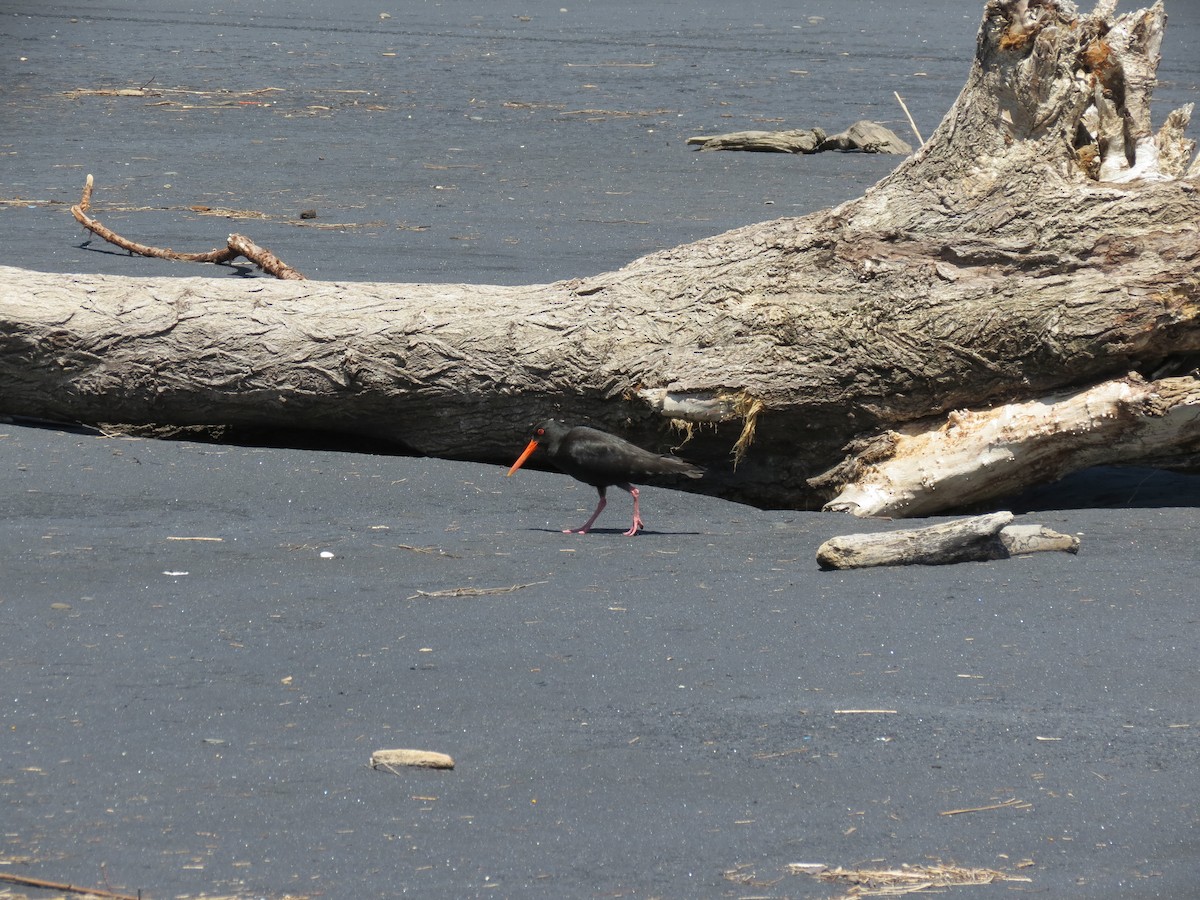 Variable Oystercatcher - ML646036965