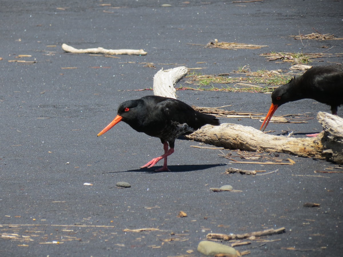 Variable Oystercatcher - ML646036966