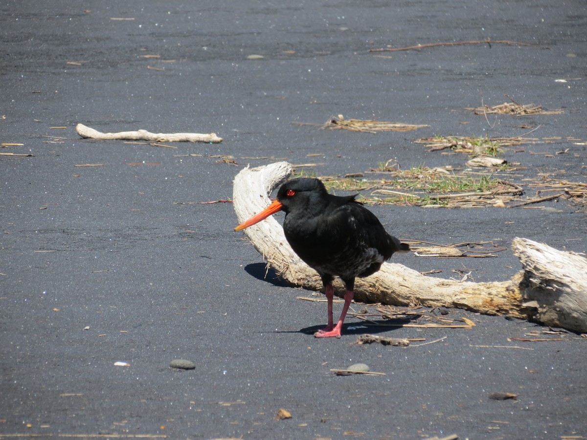 Variable Oystercatcher - ML646036967