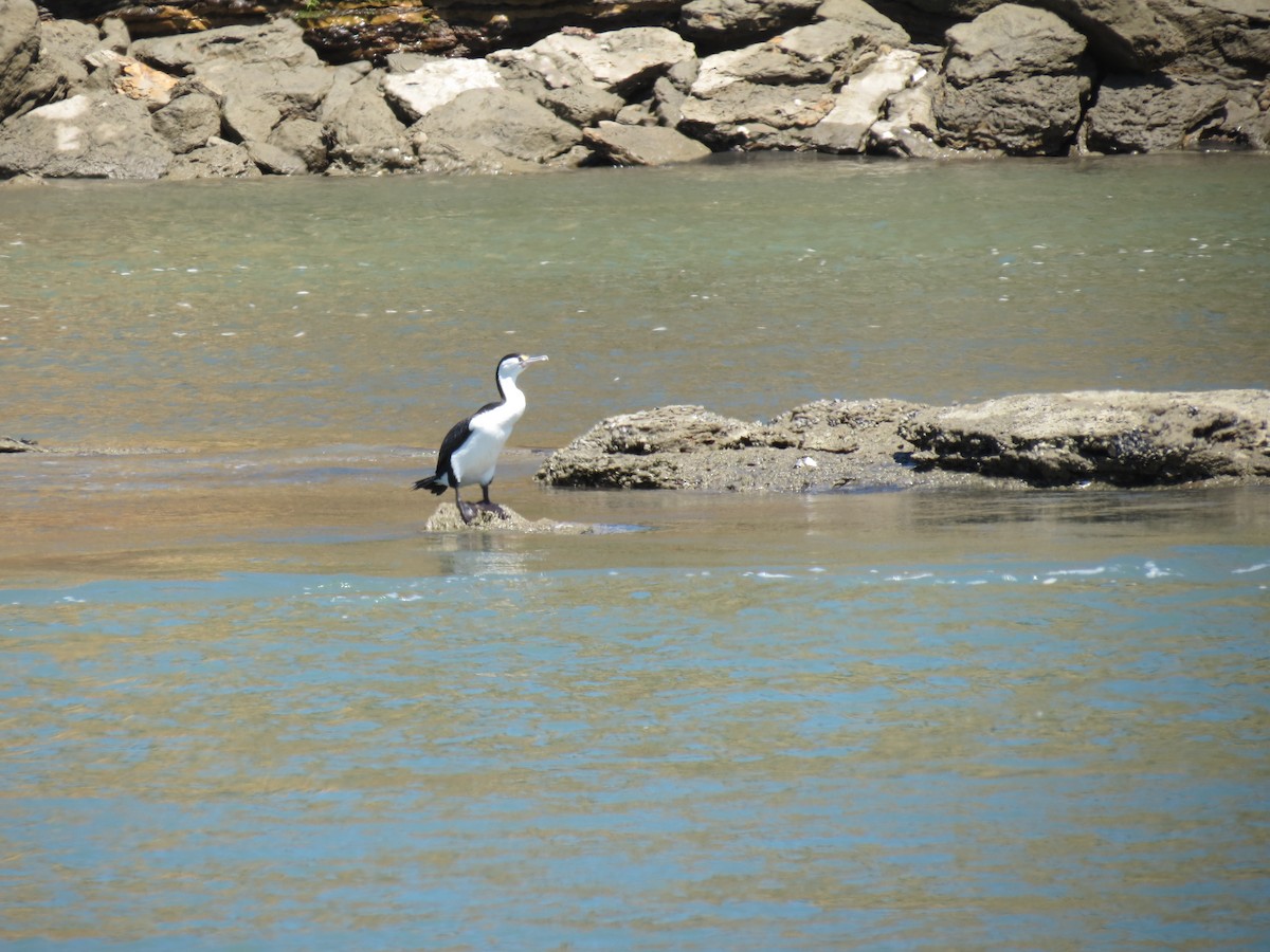 Pied Cormorant - ML646036973