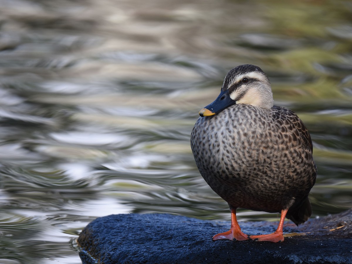 Eastern Spot-billed Duck - ML646036988