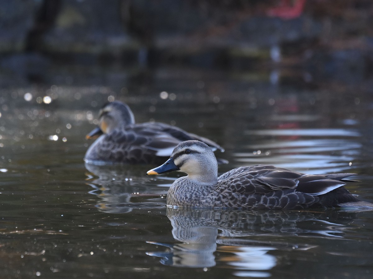 Eastern Spot-billed Duck - ML646036989