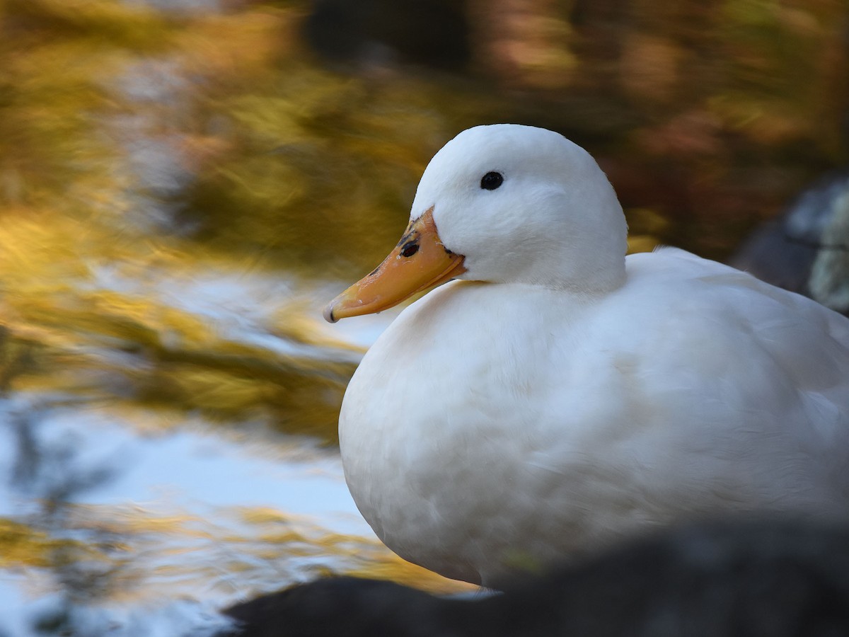 Mallard (Domestic type) - ML646036990