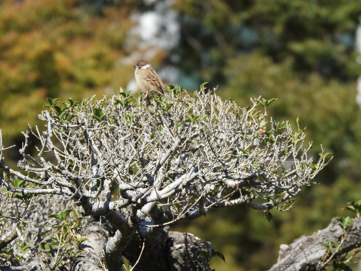 Ağaç Serçesi - ML646036992