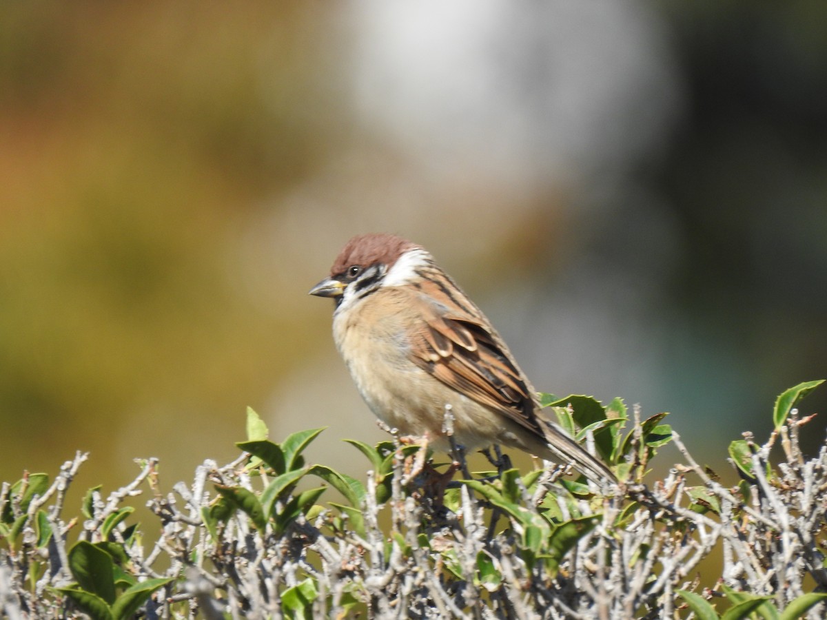 Ağaç Serçesi - ML646036993