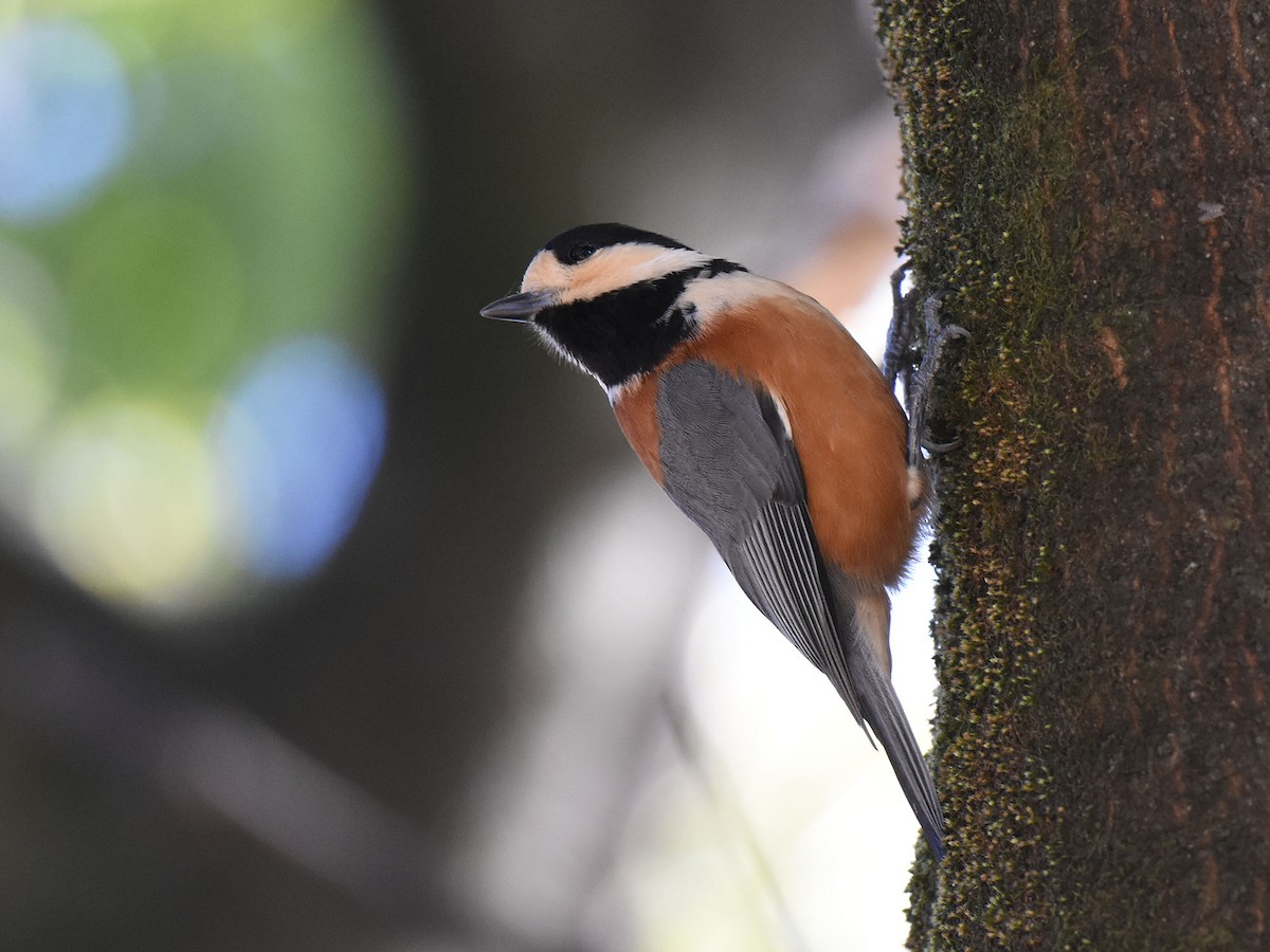Varied Tit - ML646036995