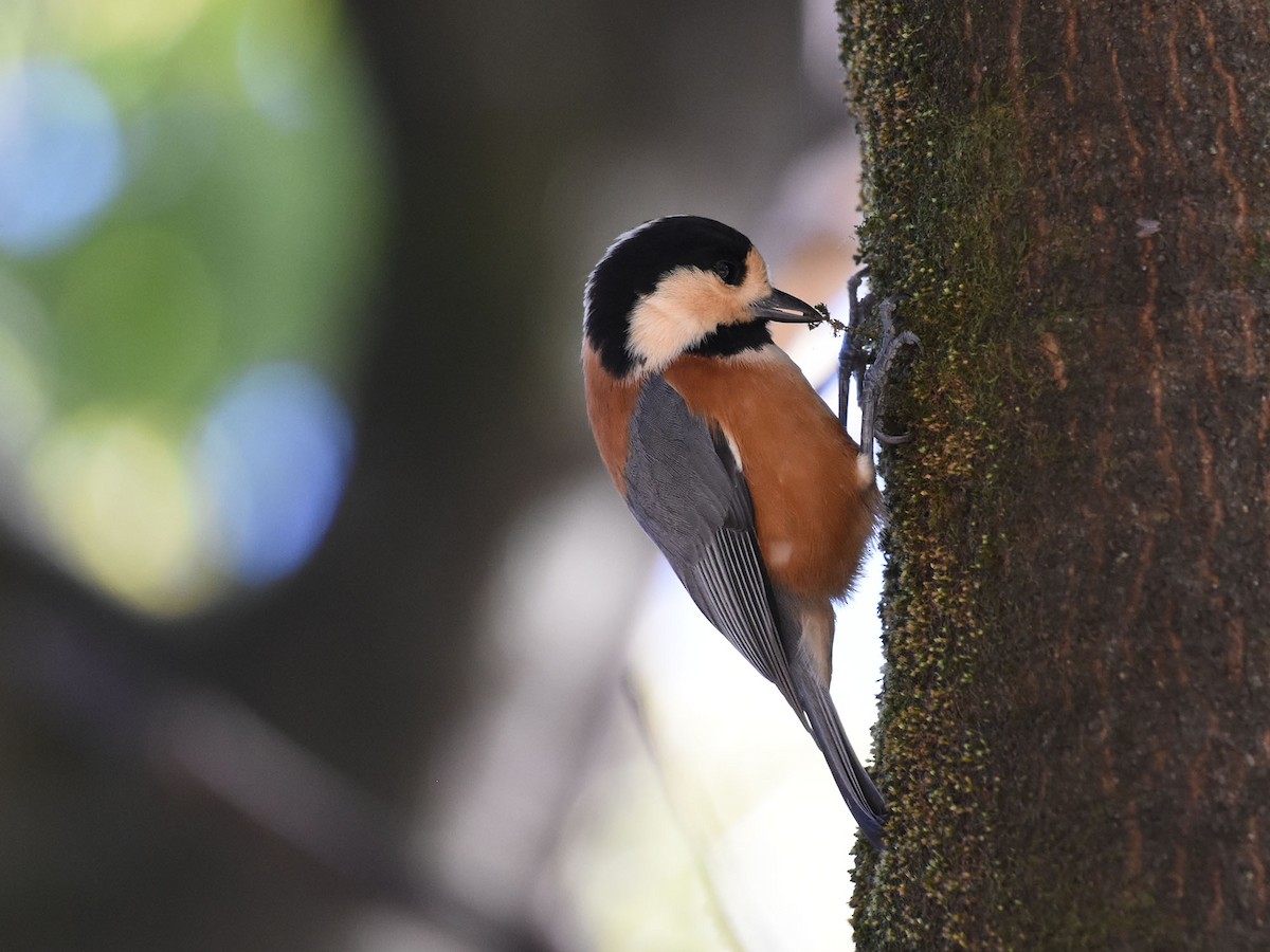 Varied Tit - ML646036996