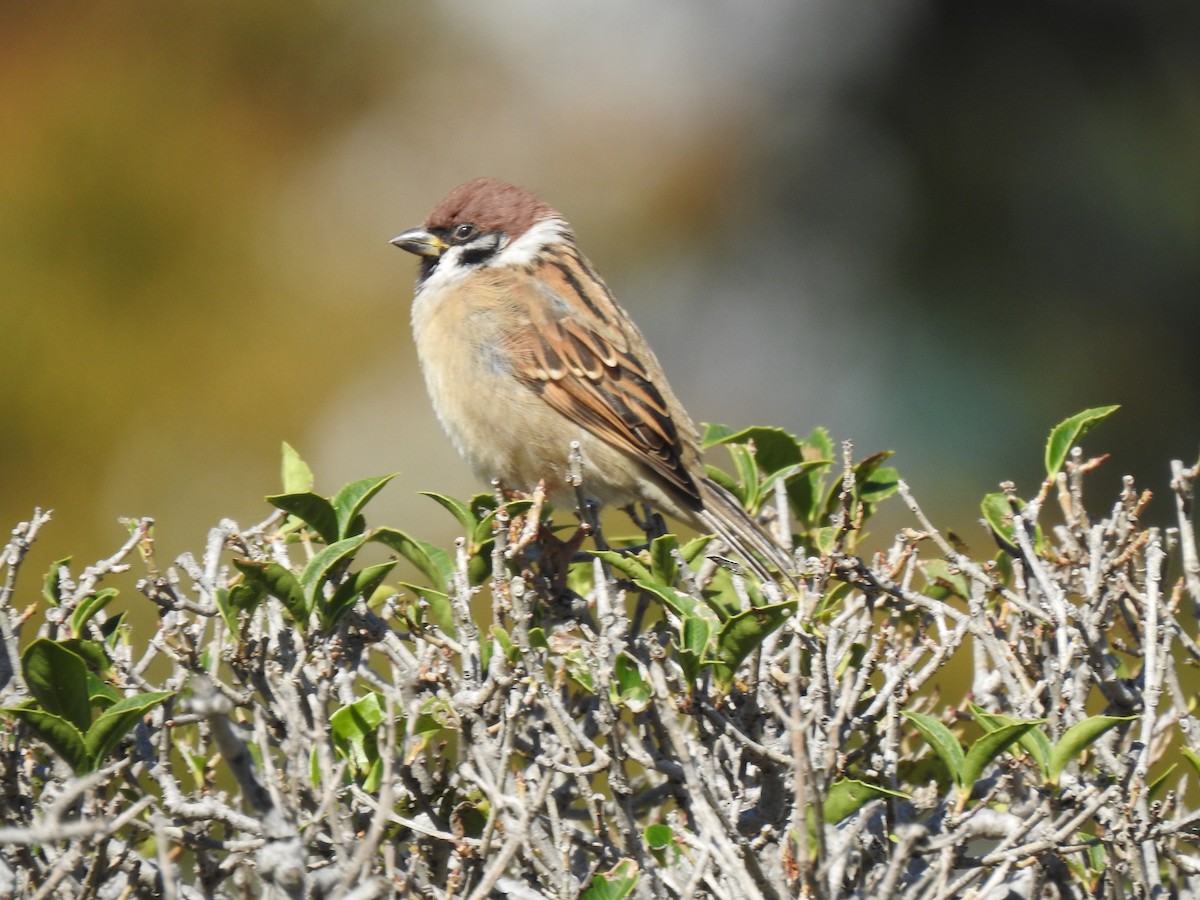 Ağaç Serçesi - ML646036997