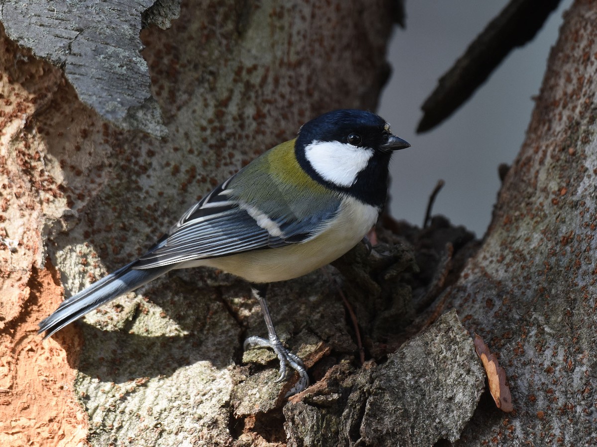 Asian Tit - ML646037001